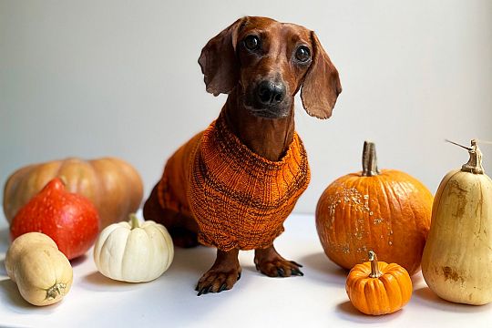 Canine-Stripes-Sweater-1644950999.jpg